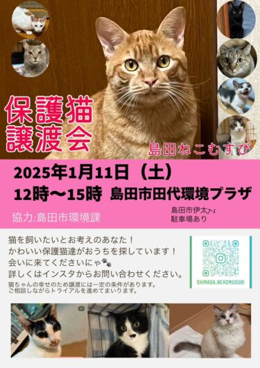 【終了しました】2025年1月11日【島田市ねこむすび】譲渡会やります。参加猫さんの自己紹介掲載。