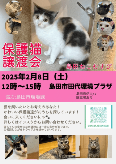 【終了しました】2025年2月8日　【島田ねこむすびさん】譲渡会やります。参加猫さんの自己紹介