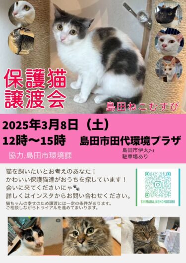 【終了しました】2025年3月8日【島田ねこむすびさん】譲渡会やります。参加猫さんの自己紹介